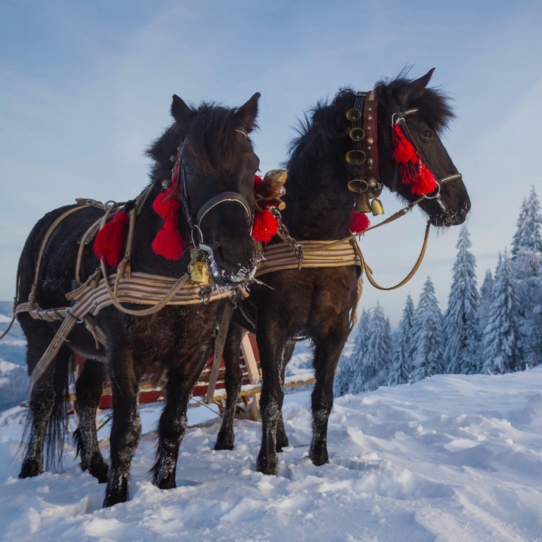 Pferdeschlittenfahrt im Schnee - Kutschfahrt in Österreich - ChaletZeit