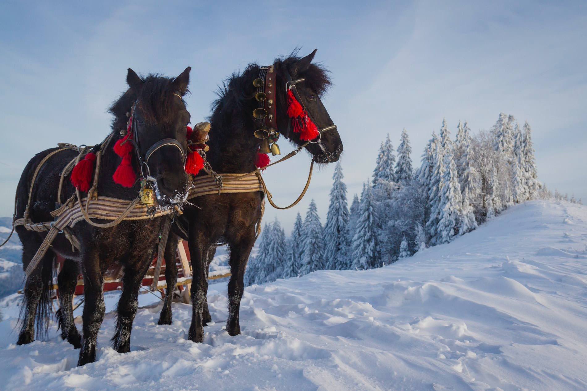 Pferdeschlittenfahrt im Schnee - Kutschfahrt im Chaletdorf in Österreich - ChaletZeit