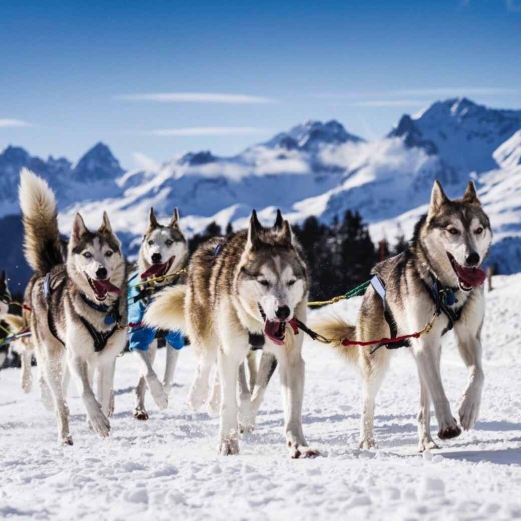 Schlittenhunde Huskys im Schnee - Winterurlaub im Chaletdorf Österreich - ChaletZeit