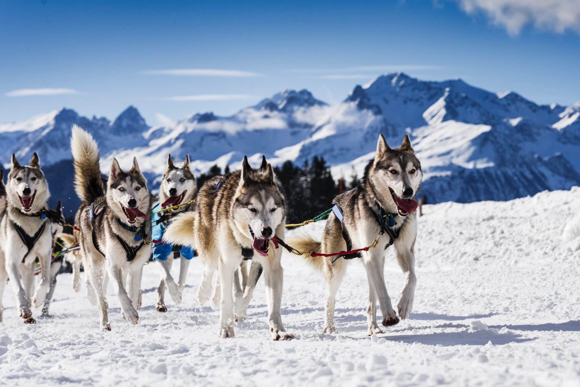 Schlittenhunde Huskys im Schnee - Urlaub im Chaletdorf Österreich - ChaletZeit