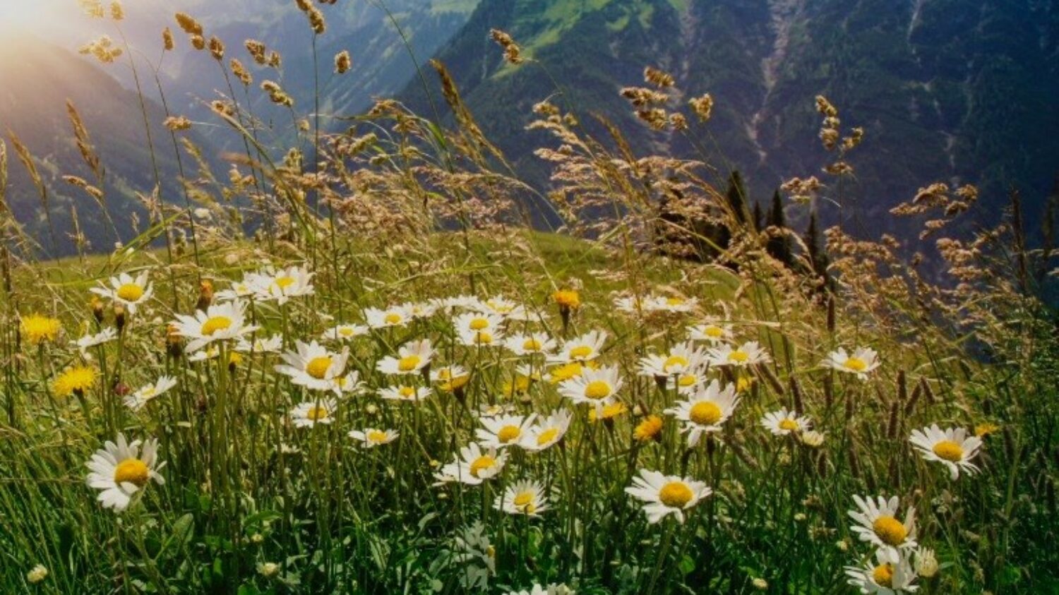 Auszeit im Sommerurlaub im Chalet - Chaletdorf in den Bergen Österreich - ChaletZeit