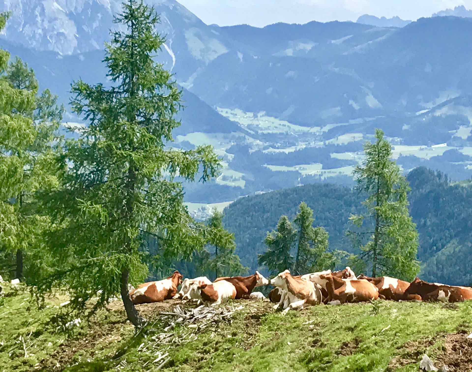Wanderurlaub am Hochkönig im Salzburger Land in Österreich - Kühe auf der Weide - ChaletZeit
