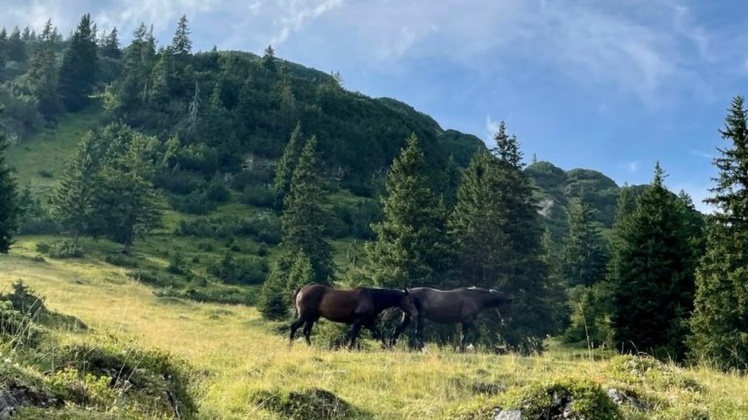 Reiturlaub Österreich - Reiten am Arlberg auf der Alm