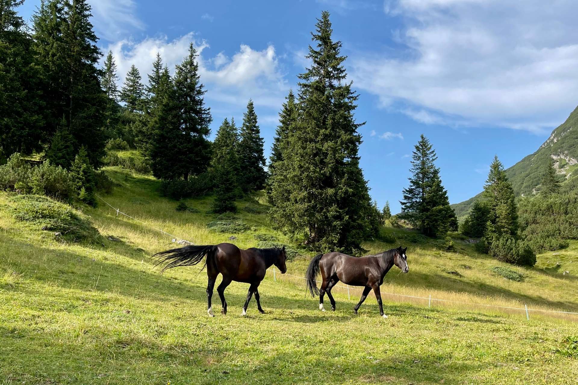 Reiturlaub Österreich - Reiten am Arlberg