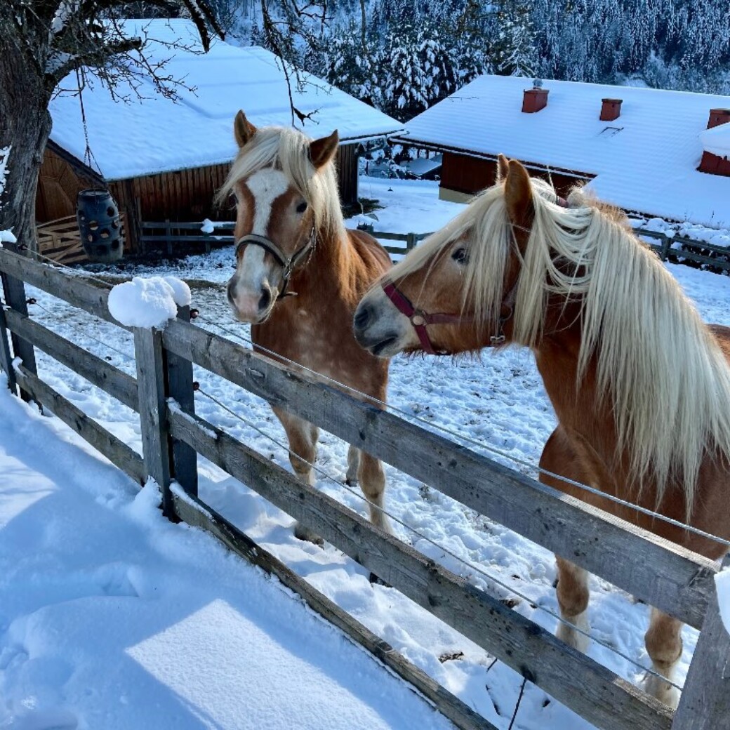 Winterurlaub - Pferde im Schnee